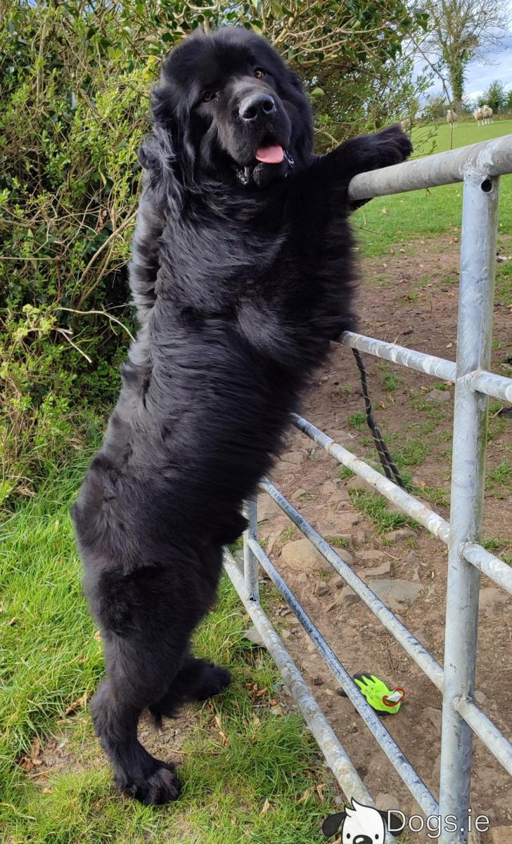 Proven Newfoundland stud – IKC Registered in Cavan